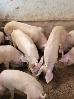 Long Breed Pigs