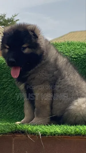 1-3 months Male Purebred Caucasian Shepherd
