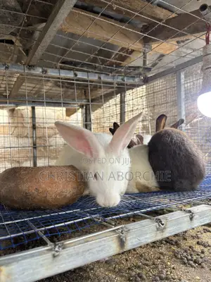 New Zealand White for Sale