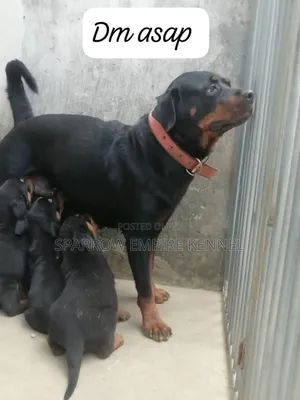 1-3 months Male Purebred Rottweiler
