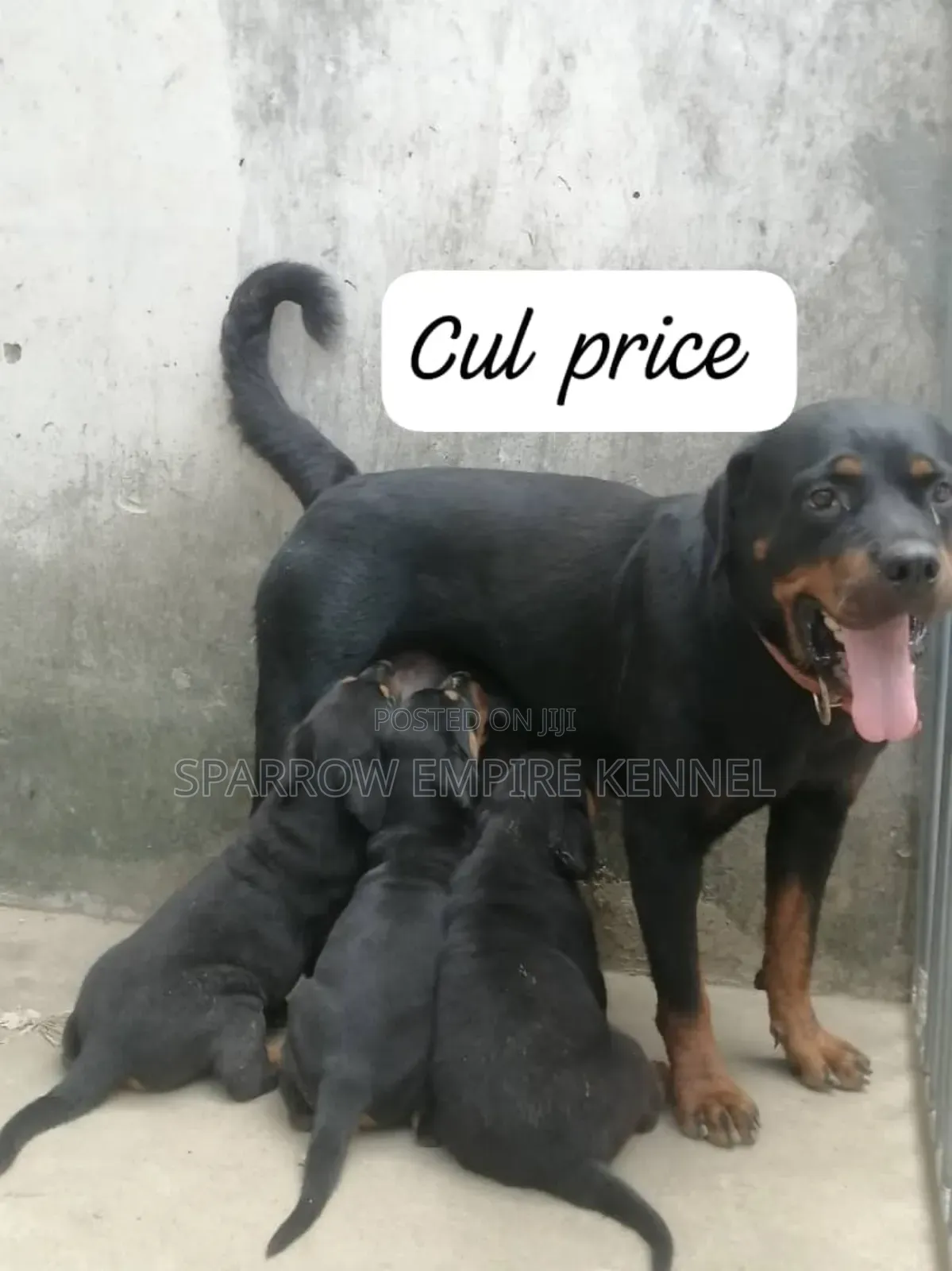 1-3 months Male Purebred Rottweiler