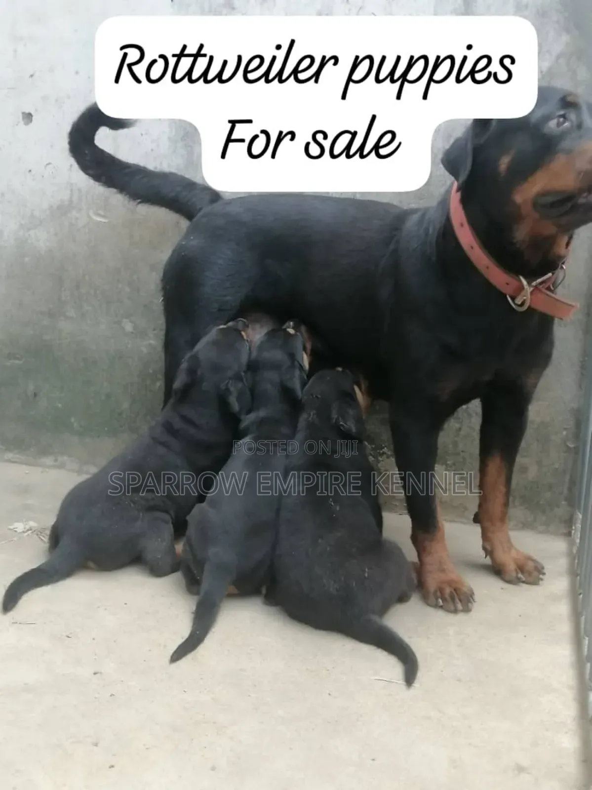 1-3 months Male Purebred Rottweiler