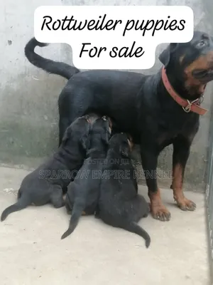 1-3 months Male Purebred Rottweiler