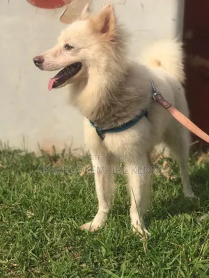1+ year Male Purebred American Eskimo