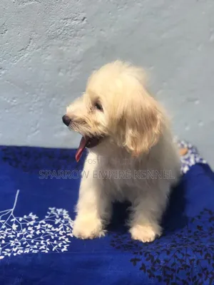 1-3 months Male Purebred Maltipoo