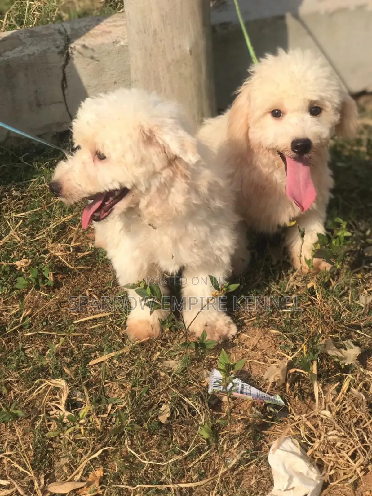 1-3 months Male Purebred Maltipoo