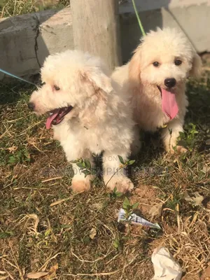1-3 months Male Purebred Maltipoo