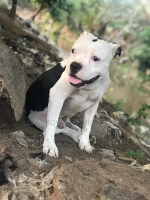 1+ year Male Purebred American Pit Bull Terrier