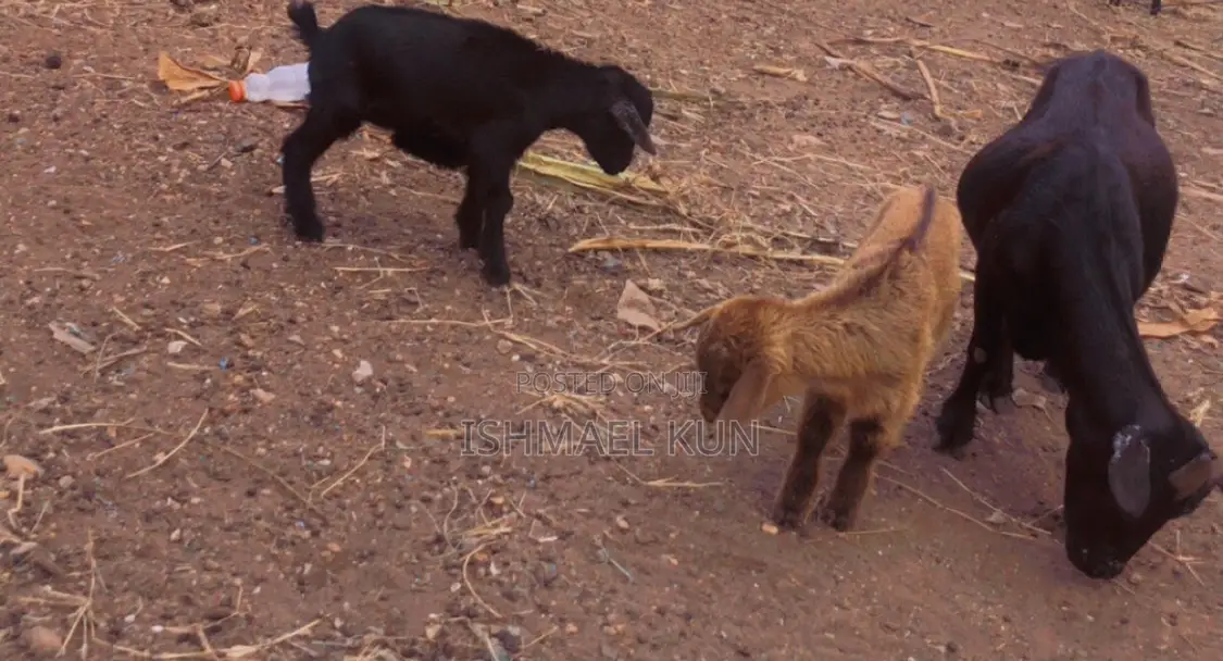 Matured Mother Goat With Two Kids For Sale.