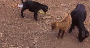 Matured Mother Goat With Two Kids For Sale.