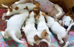 1-3 months Female Purebred Jack Russell Terrier
