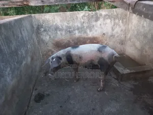 #Farm Animals##