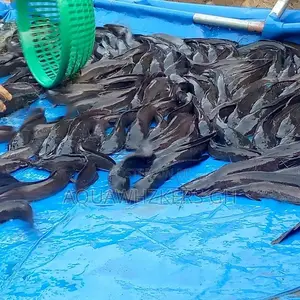Start Your Fish Farming
