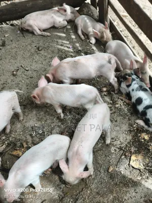 Piglets Available for Sale