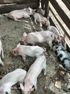 Piglets Available for Sale