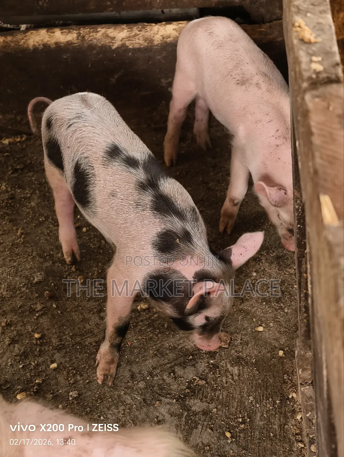 Piglets Available for Sale