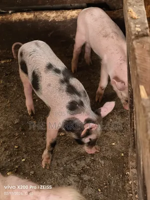 Piglets Available for Sale