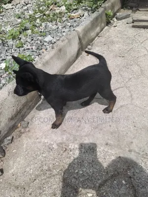 1-3 months Female Purebred Belgian Malinois