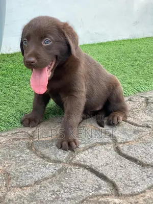 1-3 months Female Purebred Labrador Retriever