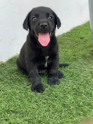 1-3 months Female Purebred Labrador Retriever
