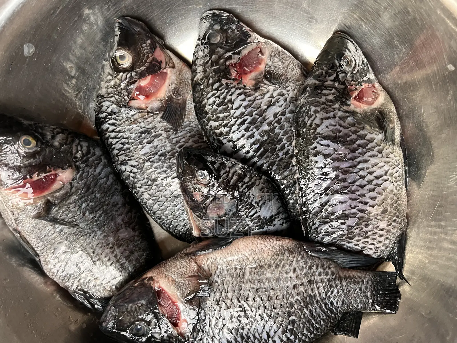 Fresh Tilapia And Red Fish
