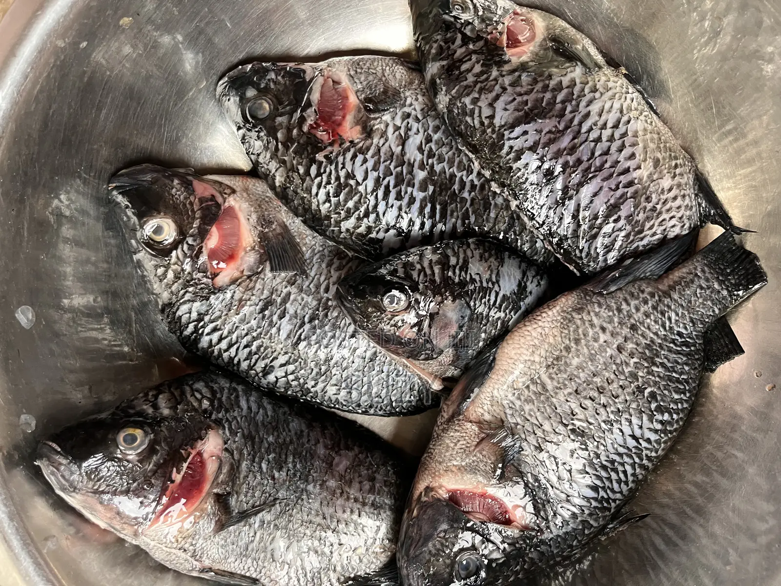 Fresh Tilapia And Red Fish