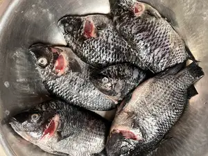 Fresh Tilapia And Red Fish
