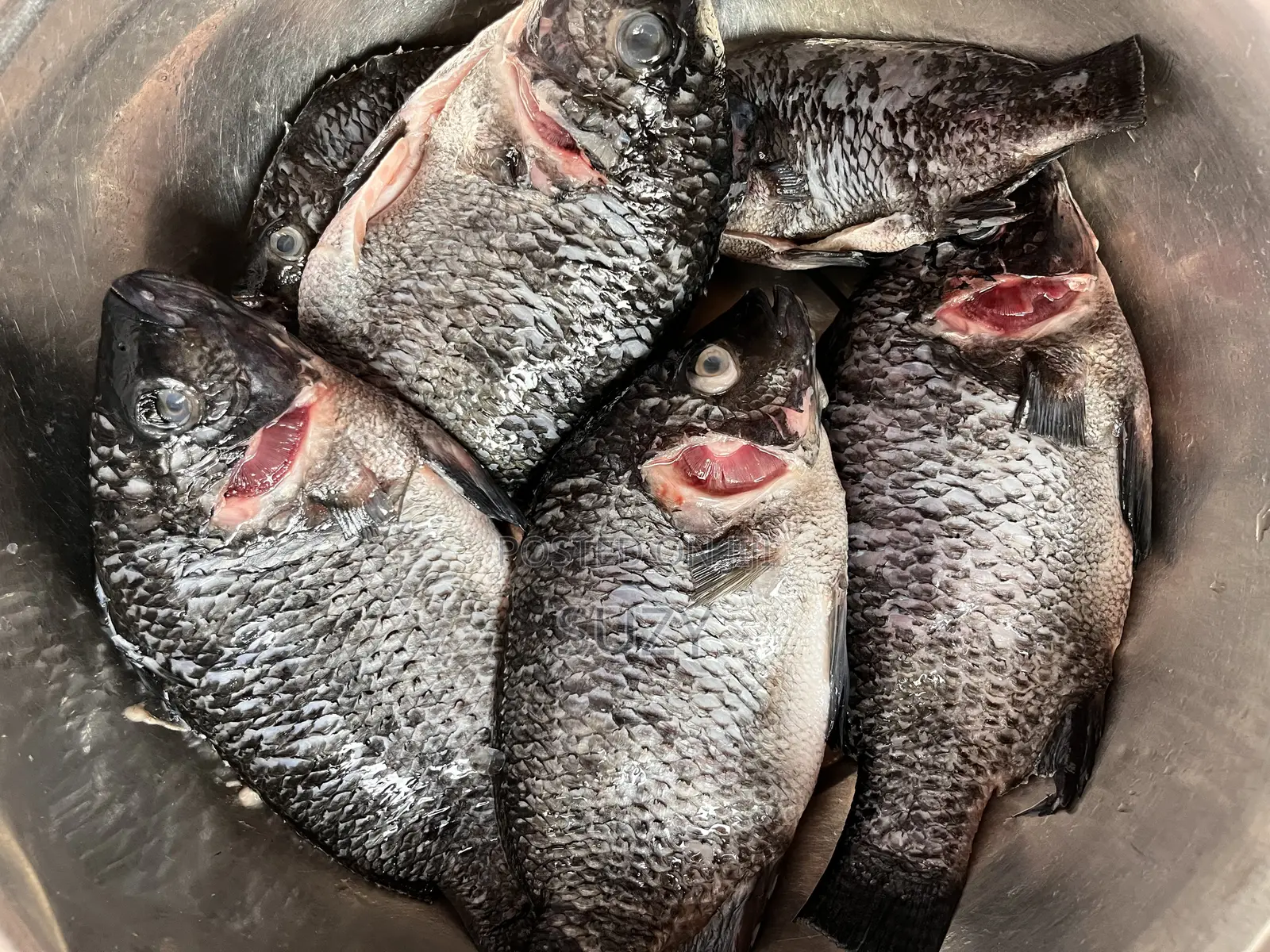 Fresh Tilapia And Red Fish