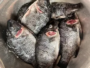 Fresh Tilapia And Red Fish