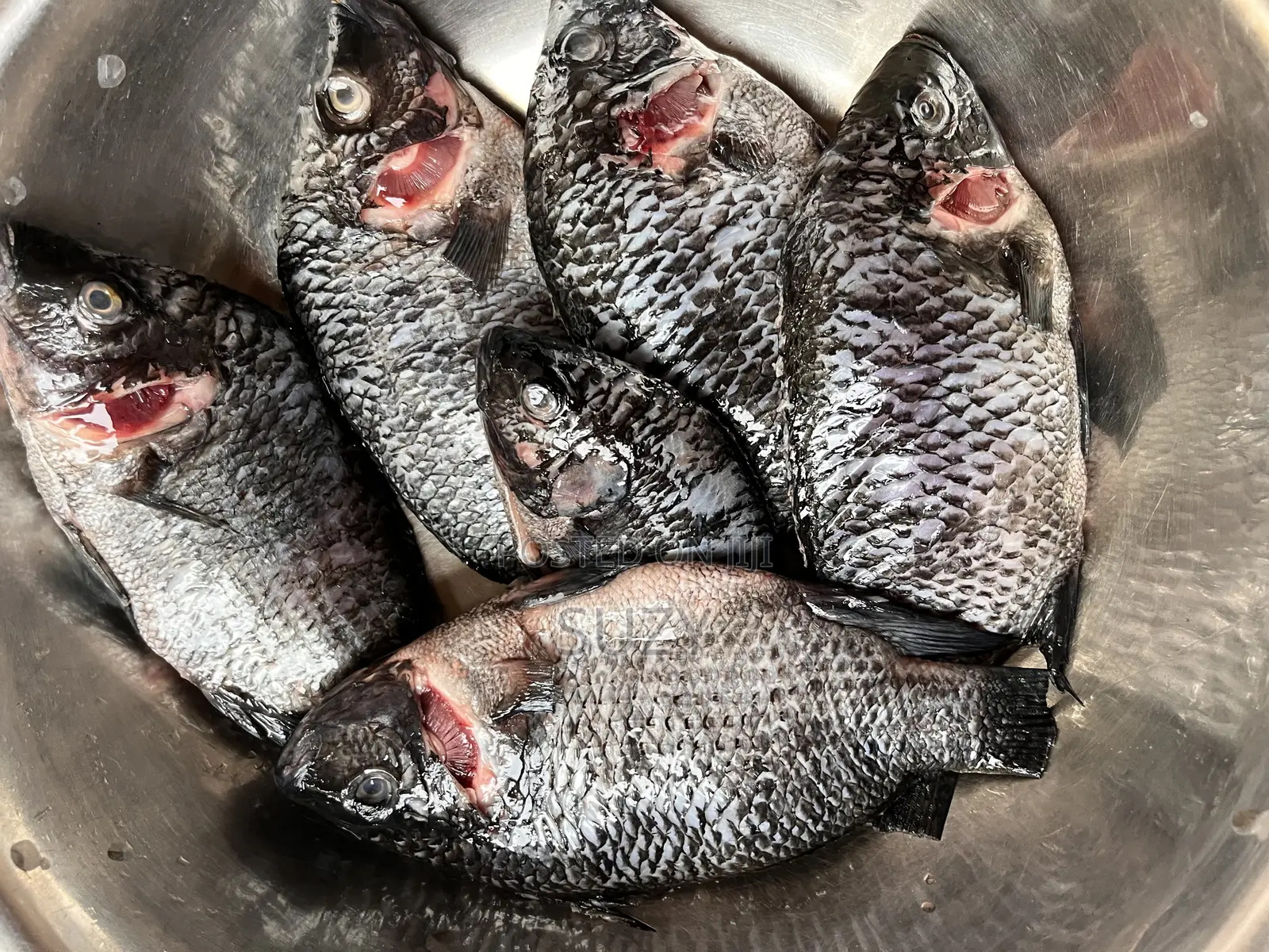 Fresh Tilapia And Red Fish