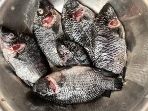 Fresh Tilapia And Red Fish