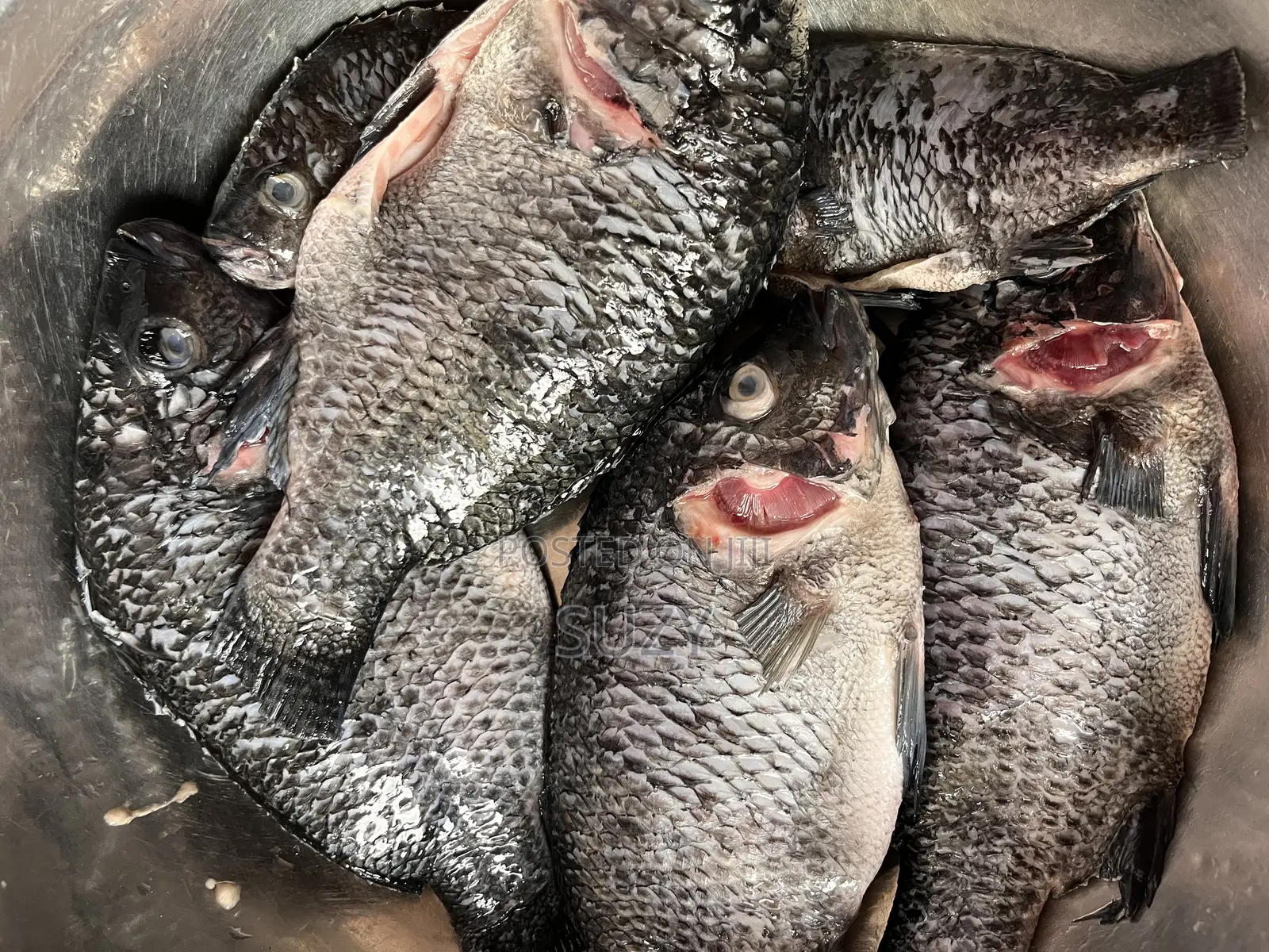 Fresh Tilapia And Red Fish