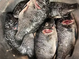 Fresh Tilapia And Red Fish