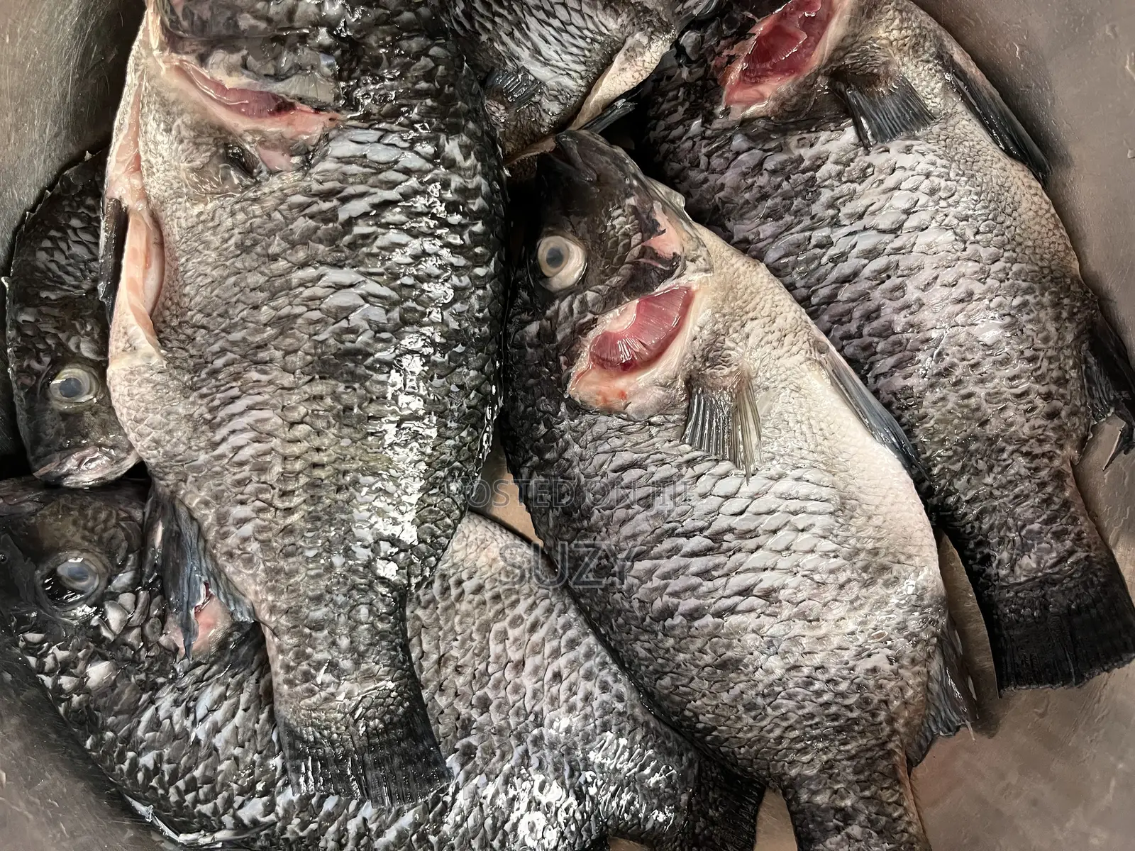 Fresh Tilapia And Red Fish