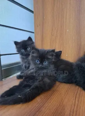 0-1 month Female Purebred Persian