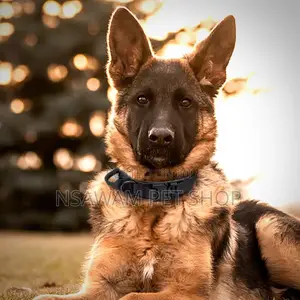 Nylon Tactical Collar With Metal Buckle