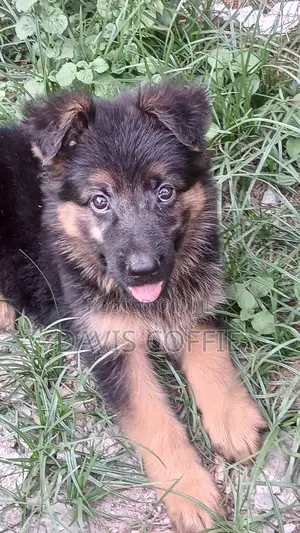 1-3 months Male Purebred German Shepherd