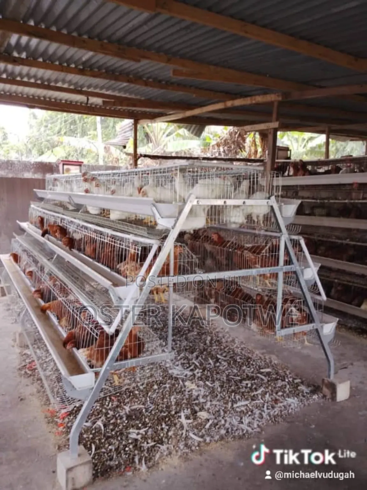 Poultry Equipment Battery Layers Cage and More for Sale