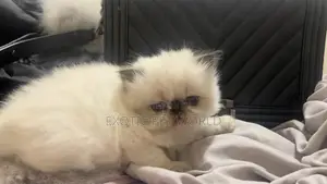 1-3 months Female Purebred Persian