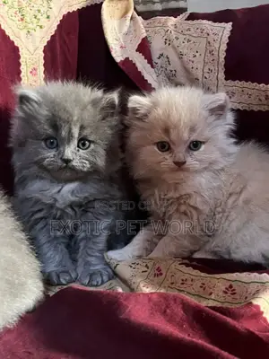 1-3 months Female Purebred Persian