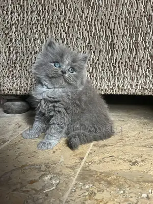 1-3 months Male Purebred Persian