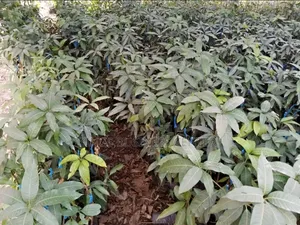 Mango Seedlings