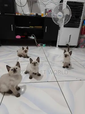 1-3 months Female Purebred Siamese