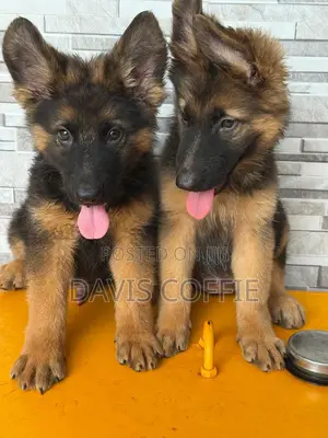 1-3 months Female Purebred German Shepherd