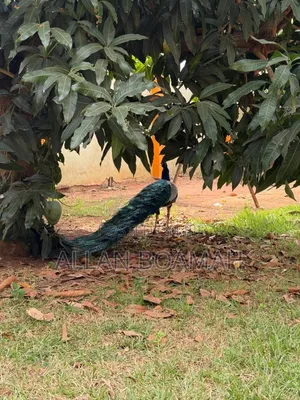 Young and Adult Peacock