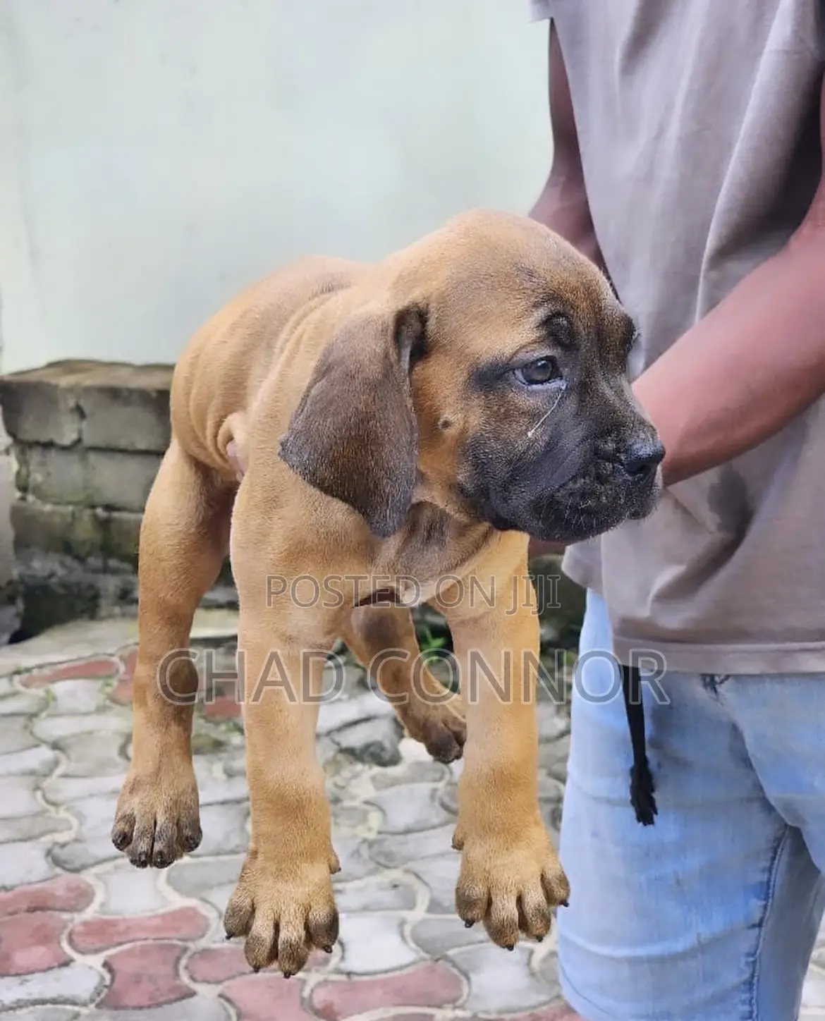 1-3 months Male Purebred Boerboel