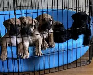 1-3 months Male Purebred Boerboel
