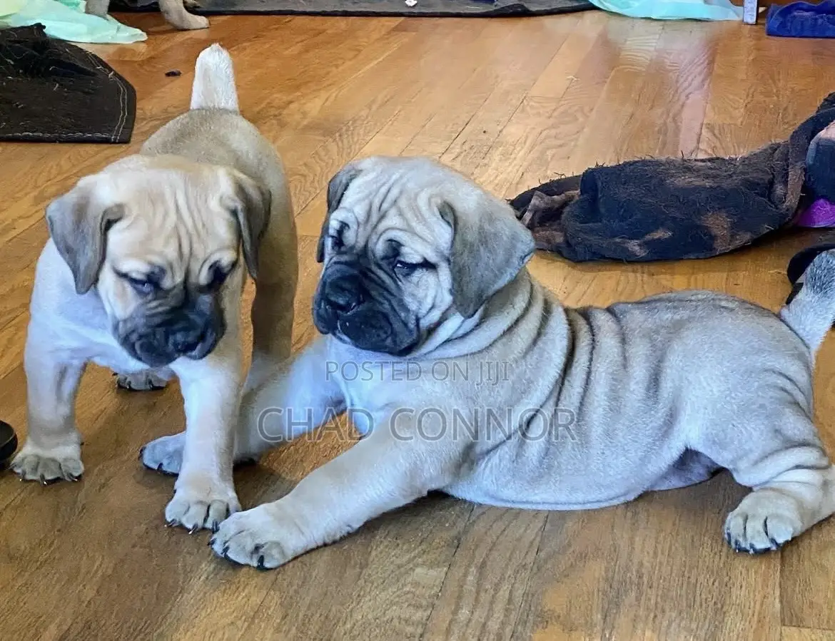 1-3 months Male Purebred Boerboel