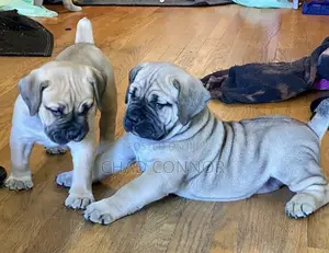 1-3 months Male Purebred Boerboel