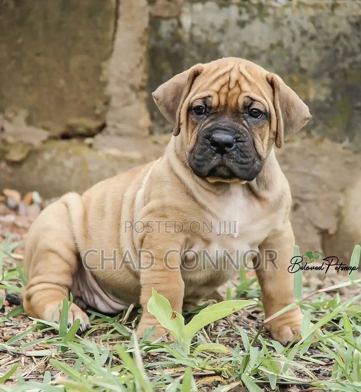 1-3 months Male Purebred Boerboel